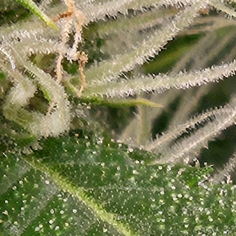 Purple Lemonade Autos growlog timeline photo
