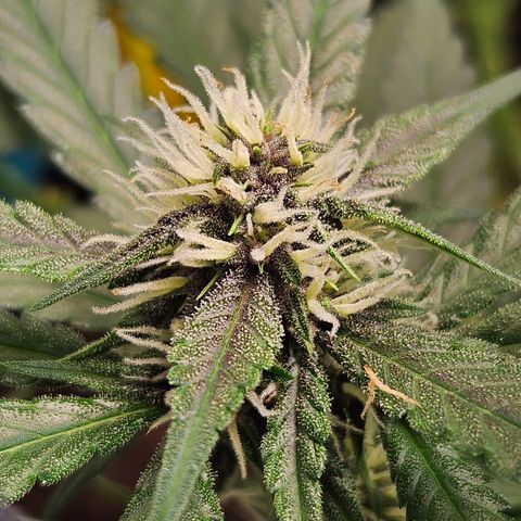 Purple Lemonade Autos growlog timeline photo