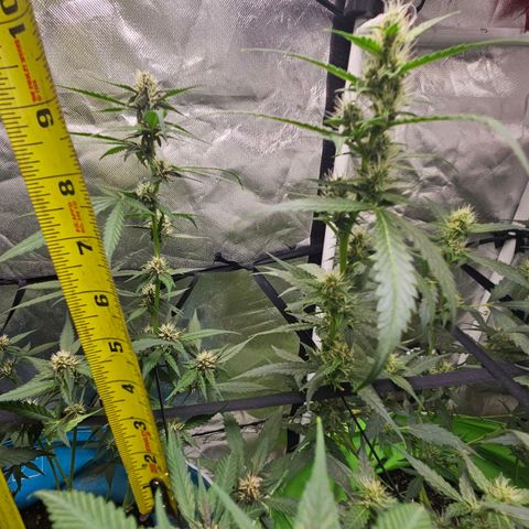 Purple Lemonade Autos growlog timeline photo