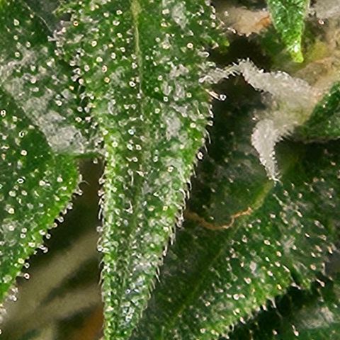 Purple Lemonade Autos growlog timeline photo