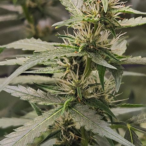 Purple Lemonade Autos growlog timeline photo