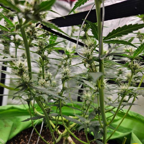 Purple Lemonade Autos growlog timeline photo