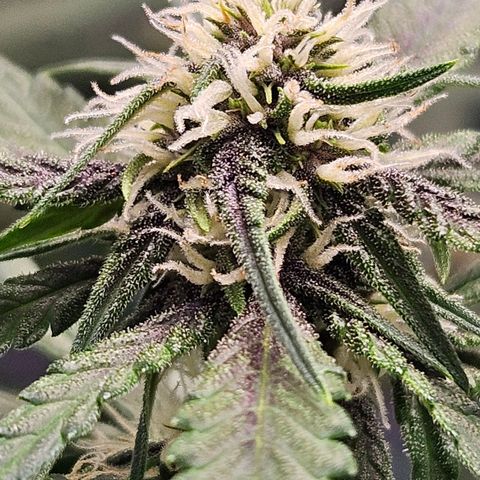 Purple Lemonade Autos growlog timeline photo