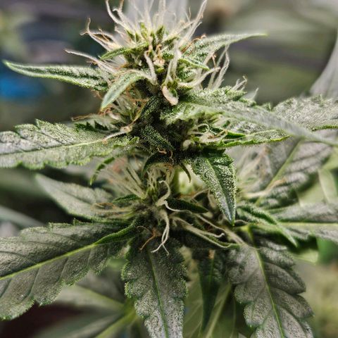 Purple Lemonade Autos growlog timeline photo