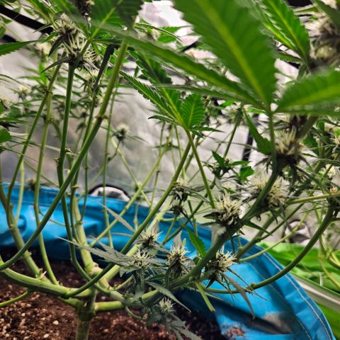 Purple Lemonade Autos growlog timeline photo