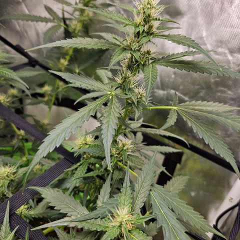 Purple Lemonade Autos growlog timeline photo
