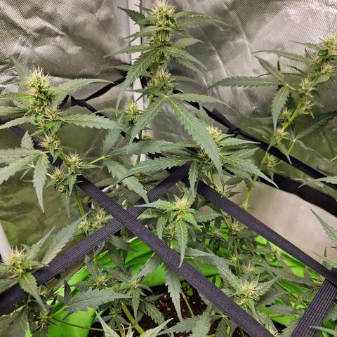 Purple Lemonade Autos growlog timeline photo