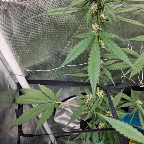 Purple Lemonade Autos growlog timeline photo