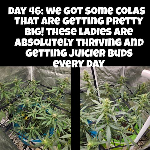 Purple Lemonade Autos growlog timeline photo
