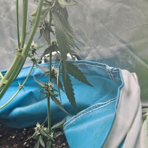 Purple Lemonade Autos growlog timeline photo