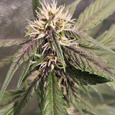Purple Lemonade Autos growlog timeline photo