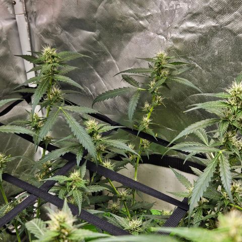 Purple Lemonade Autos growlog timeline photo