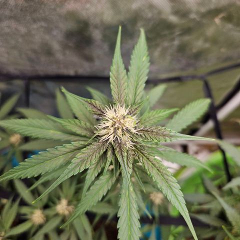 Purple Lemonade Autos growlog timeline photo