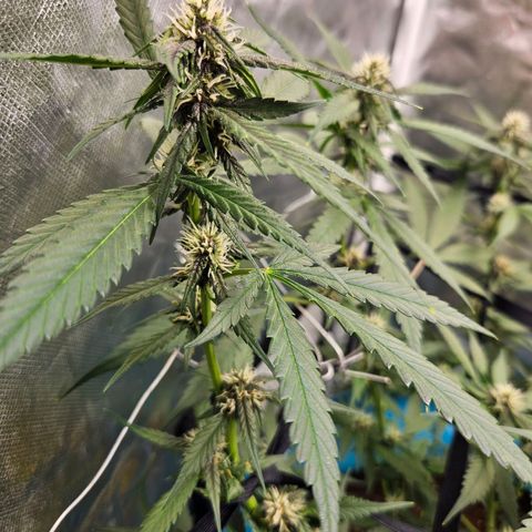 Purple Lemonade Autos growlog timeline photo