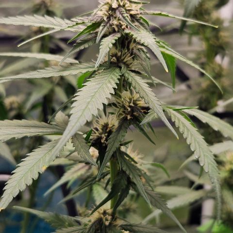 Purple Lemonade Autos growlog timeline photo