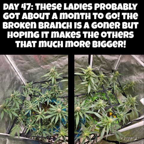 Purple Lemonade Autos growlog timeline photo