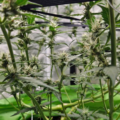 Purple Lemonade Autos growlog timeline photo
