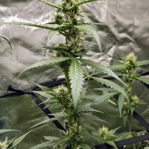 Purple Lemonade Autos growlog timeline photo