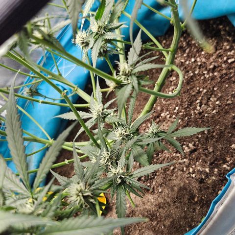 Purple Lemonade Autos growlog timeline photo