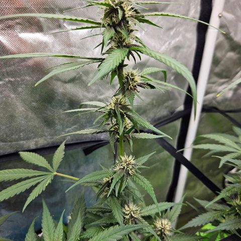 Purple Lemonade Autos growlog timeline photo