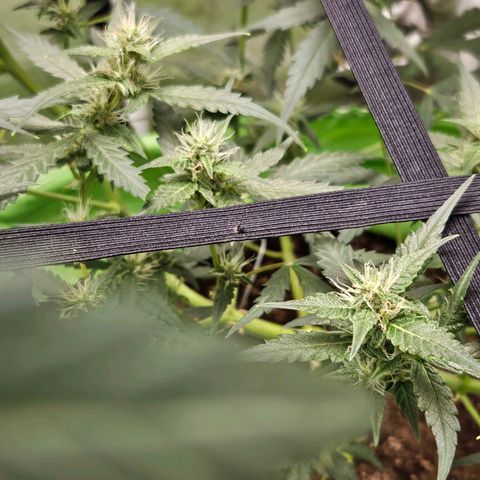Purple Lemonade Autos growlog timeline photo