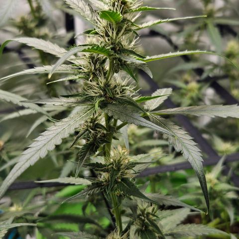 Purple Lemonade Autos growlog timeline photo