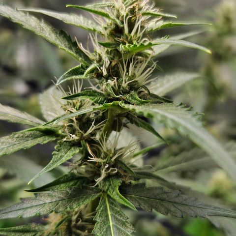 Purple Lemonade Autos growlog timeline photo