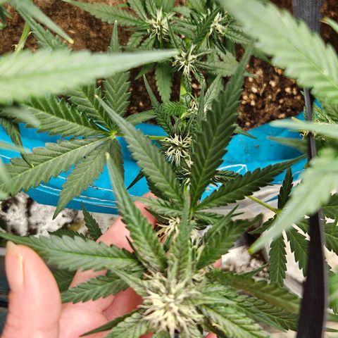 Purple Lemonade Autos growlog timeline photo