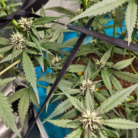 Purple Lemonade Autos growlog timeline photo