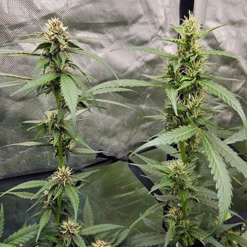 Purple Lemonade Autos growlog timeline photo