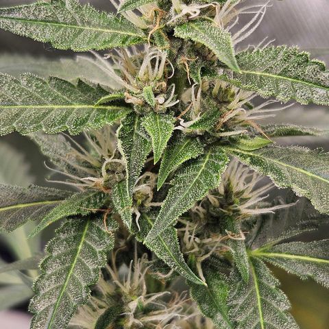 Purple Lemonade Autos growlog timeline photo