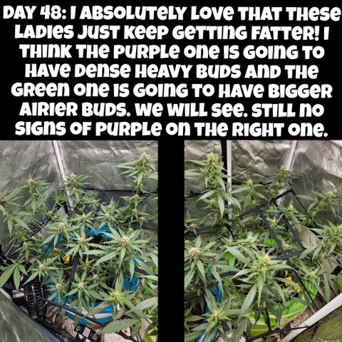 Purple Lemonade Autos growlog timeline photo