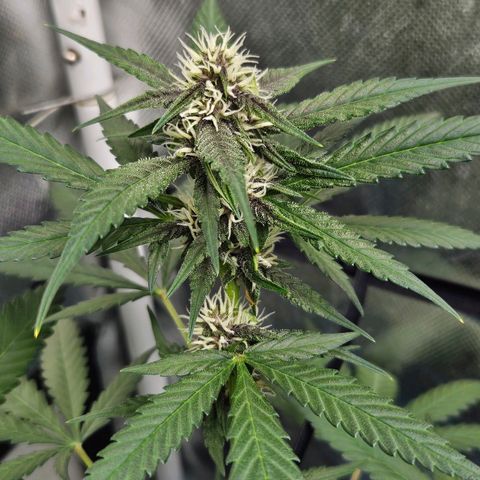 Purple Lemonade Autos growlog timeline photo