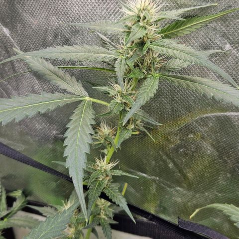 Purple Lemonade Autos growlog timeline photo