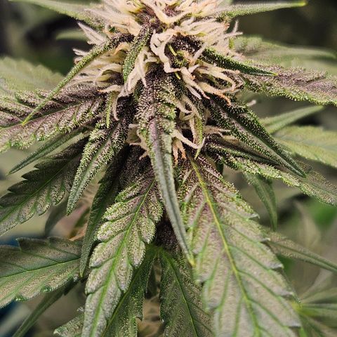 Purple Lemonade Autos growlog timeline photo
