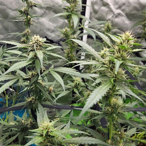 Purple Lemonade Autos growlog timeline photo