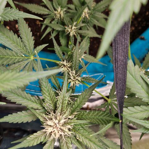 Purple Lemonade Autos growlog timeline photo