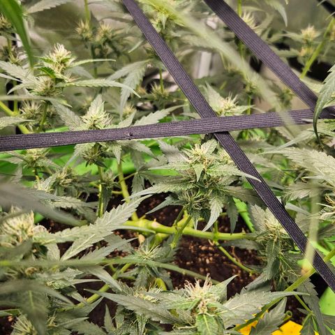 Purple Lemonade Autos growlog timeline photo