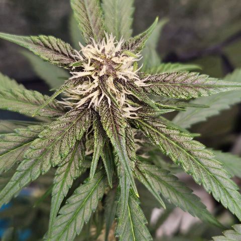 Purple Lemonade Autos growlog timeline photo