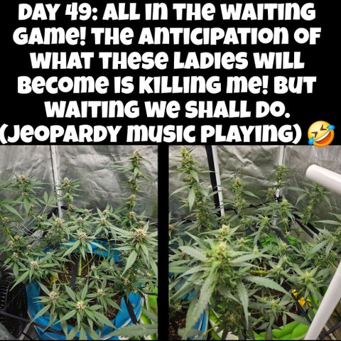 Purple Lemonade Autos growlog timeline photo