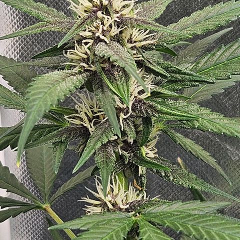 Purple Lemonade Autos growlog timeline photo