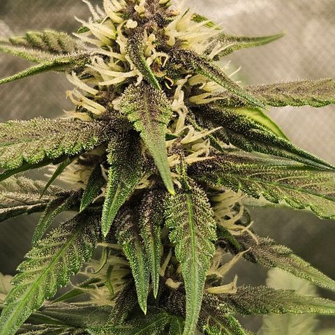 Purple Lemonade Autos growlog timeline photo