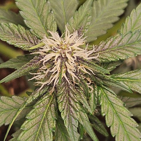 Purple Lemonade Autos growlog timeline photo