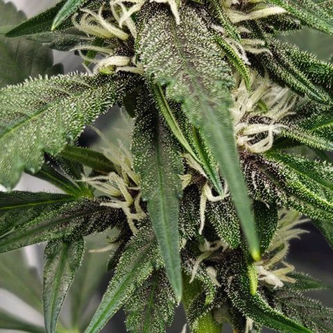 Purple Lemonade Autos growlog timeline photo