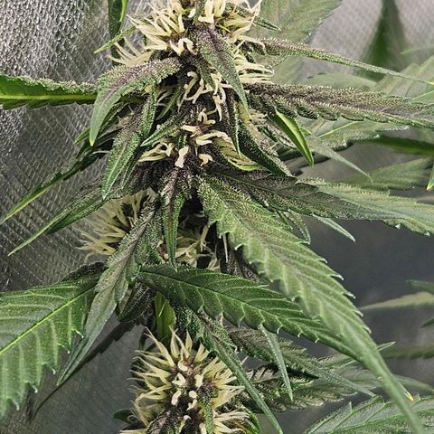 Purple Lemonade Autos growlog timeline photo