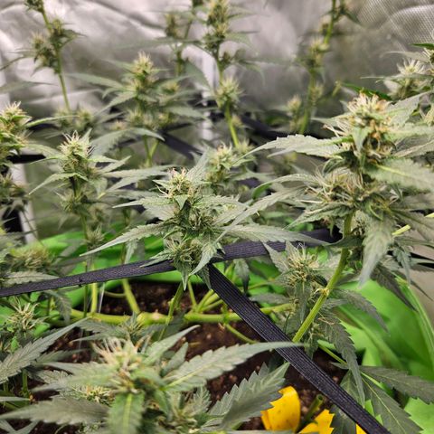 Purple Lemonade Autos growlog timeline photo