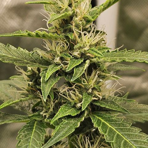 Purple Lemonade Autos growlog timeline photo