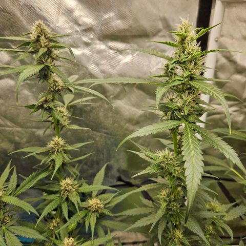 Purple Lemonade Autos growlog timeline photo