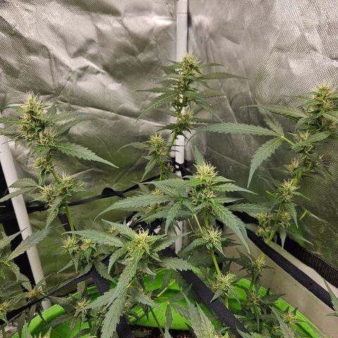Purple Lemonade Autos growlog timeline photo