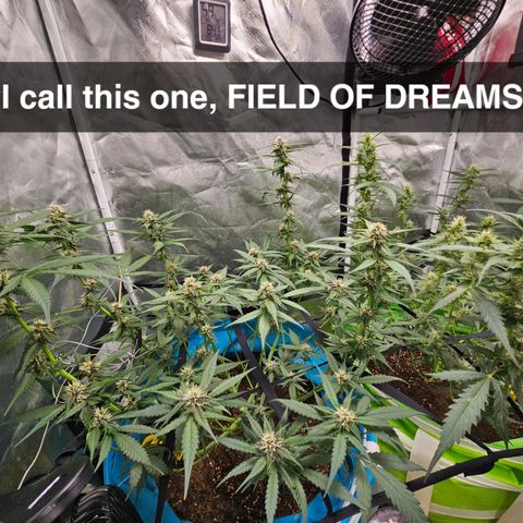 Purple Lemonade Autos growlog timeline photo